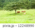 草原の牛 12248990