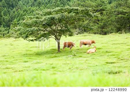 草原の牛 12248990