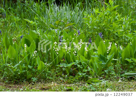 Lily of the valley. Lily of the valley. 12249037