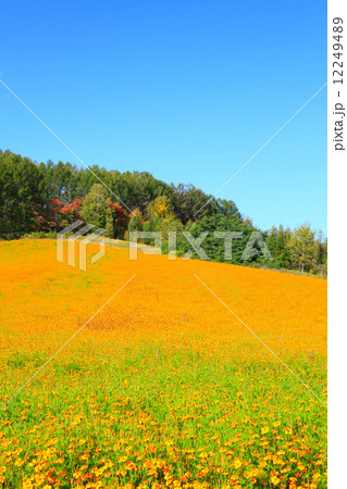 北海道　富良野市　キバナコスモスの咲く丘 12249489