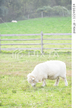 羊 12249534