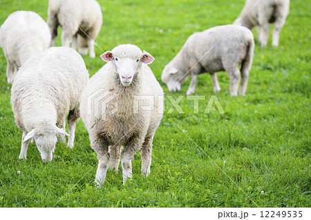 羊 羊 12249535