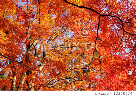 カエデの紅葉 12250274