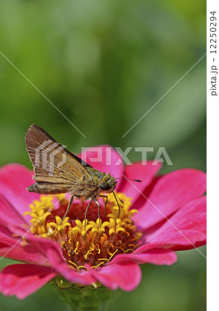 百日草にとまるイチモンジセセリ 12250294