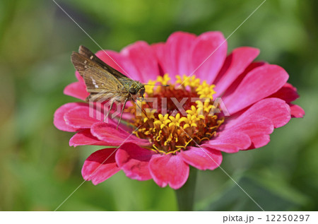 百日草にとまるイチモンジセセリ 百日草にとまるイチモンジセセリ 12250297