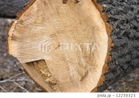 Sawn wood Sawn wood 12250323