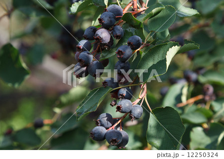 Saskatoon Berries 12250324