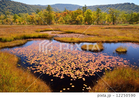 尾瀬の草紅葉 12250590