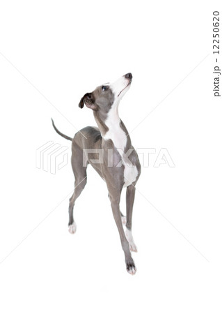 イタリアングレーハウンド イタリアングレーハウンド 12250620