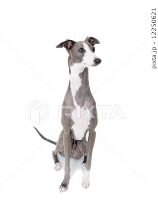 イタリアングレーハウンド イタリアングレーハウンド 12250621