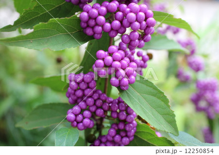 コムラサキ コムラサキ 12250854