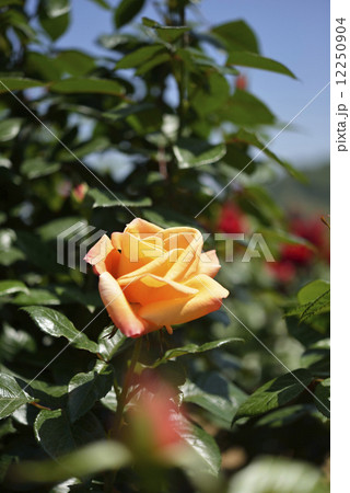 フルトン・マッケイ（バラ） 12250904