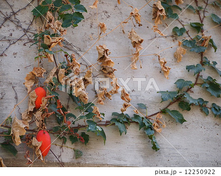 カラスウリ 12250922