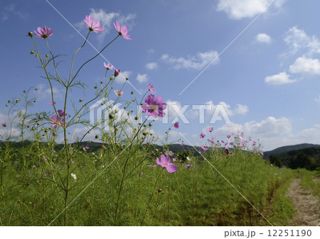 上場高原のコスモス 上場高原のコスモス 12251190