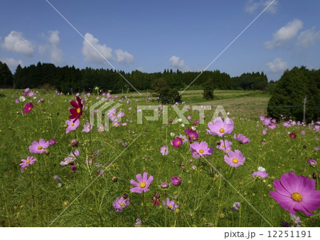 上場高原のコスモス 12251191