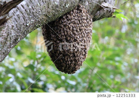 分封蜂球 12251333