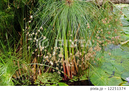 パピルス パピルス 12251374