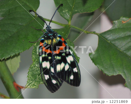 美しい蛾・サツマニシキ 美しい蛾・サツマニシキ 12251869