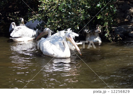 ペリカン 12256829