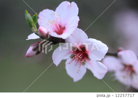 アーモンドの花 アーモンドの花 12257717