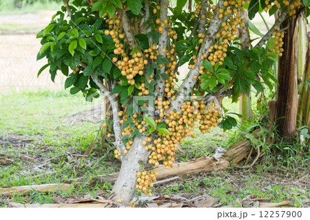 yellow burmese grape (fruit) on tree,Thailand 12257900