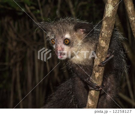 Aye-aye, nocturnal lemur of Madagascar 12258127