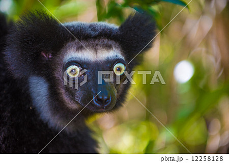 Indri, the largest lemur of Madagascar 12258128