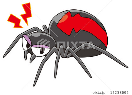 セアカゴケグモ セアカゴケグモ 12258692