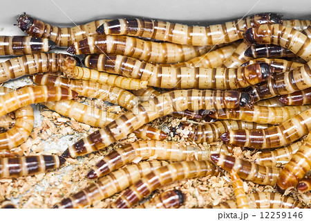 Meal worms 12259146