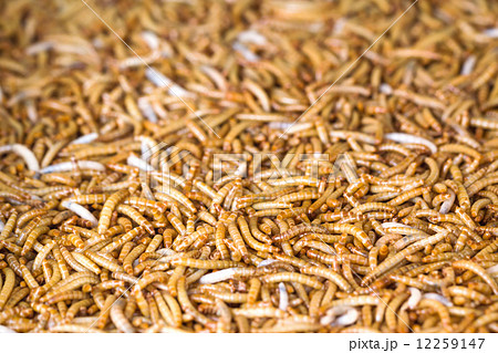 Meal worms 12259147