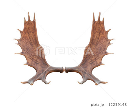 Large elk isolated 12259148