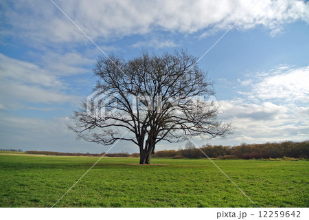 ハルニレの大木 12259642