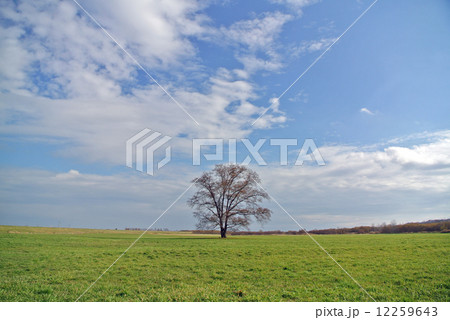 ハルニレの大木 ハルニレの大木 12259643