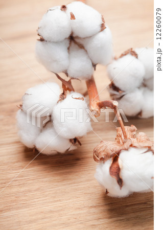 Cotton flower 12260079