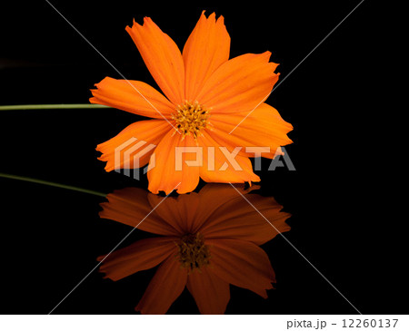 コスモスの花 12260137