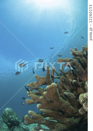 青い海とサンゴと小魚 12260153
