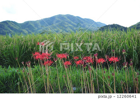 京都亀岡 彼岸花の里 京都亀岡 彼岸花の里 12260641