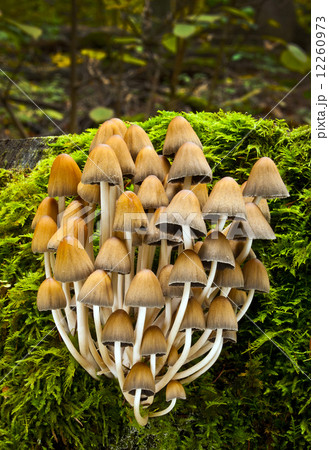 Coprinus silvaticus Peck 12260973