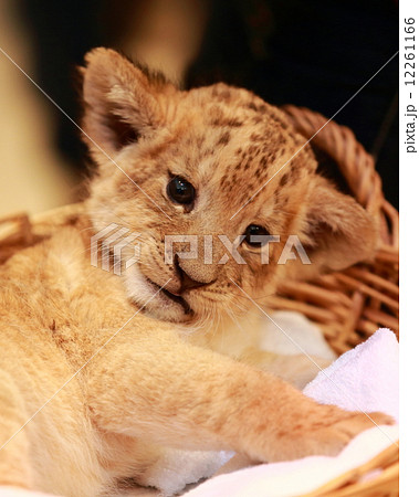 ライオンの赤ちゃん ライオンの赤ちゃん 12261166