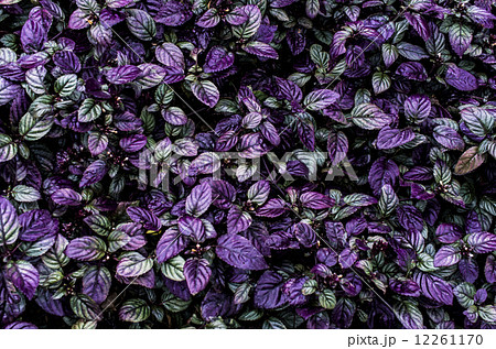 紫の葉の写真素材