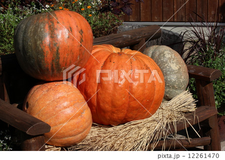 巨大かぼちゃ 12261470