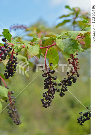 植物・ヨウシュヤマゴボウ　ヤマゴボウ科 12261496