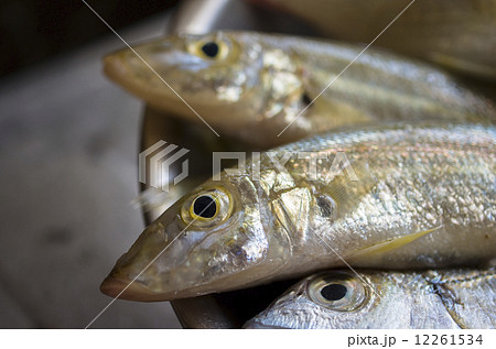 調理する魚 調理する魚 12261534