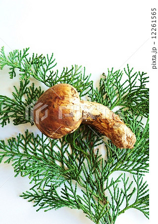 秋の味覚・桧葉の上に可愛い松茸1本・白バック縦位置 秋の味覚・桧葉の上に可愛い松茸1本・白バック縦位置 12261565