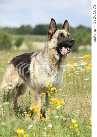 Amazing German shepherd standing on green field 12261675
