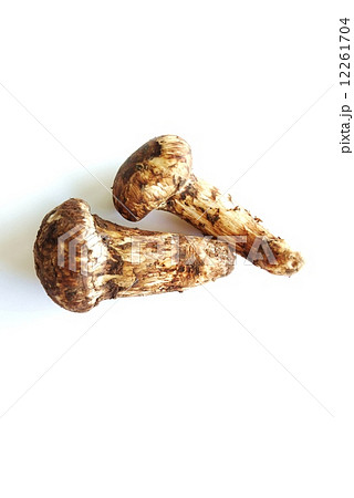 秋の味覚・松茸２本・白バック縦位置 12261704