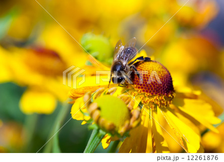 Bee on Calendula flower 12261876