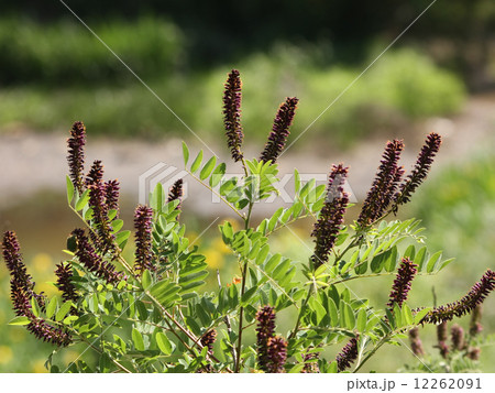 イタチハギ 12262091