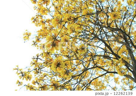 Tree of Gold Tree of Gold 12262139