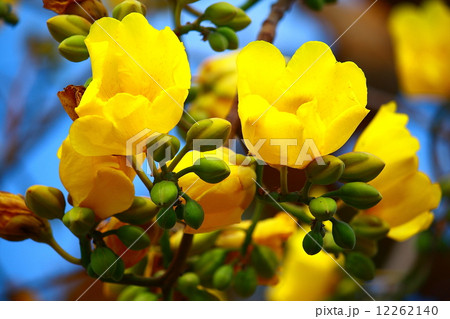 Tree of Gold 12262140
